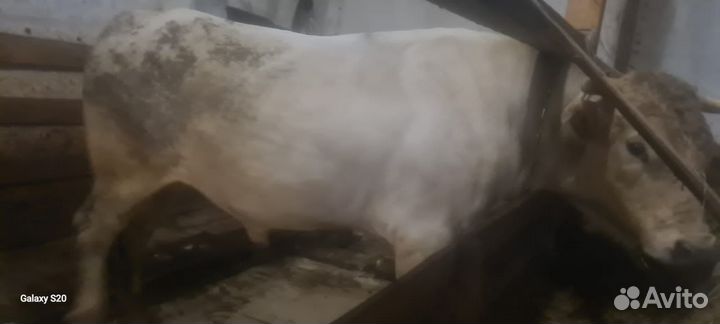 Бык Костромской породы