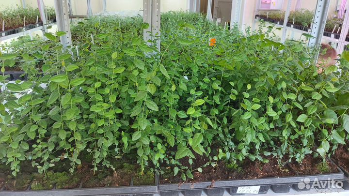 Голубика на доращивание от 1000 шт