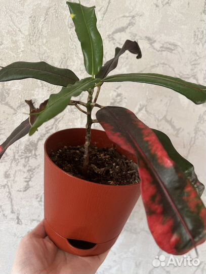 Кротон кудрявый (crispum)