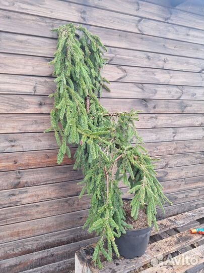 Ель инверса