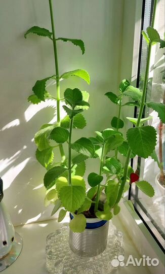 Комнатное растение 80р