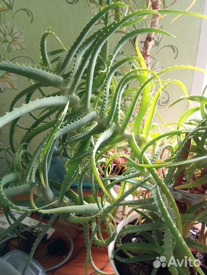 Алоэ столетник