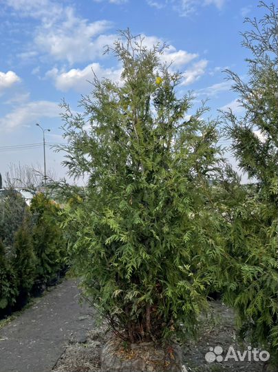 Туя брабант