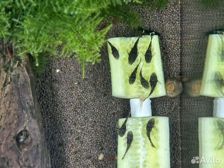 Сомики анциструсы