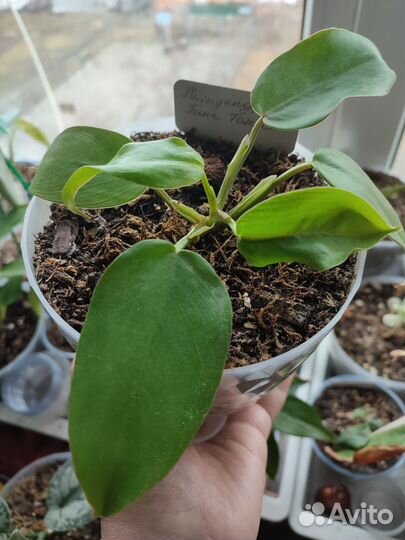 Комнатные цветы