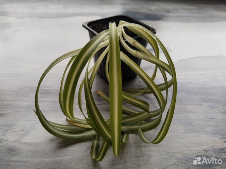 Комнатные растения цветы традесканция