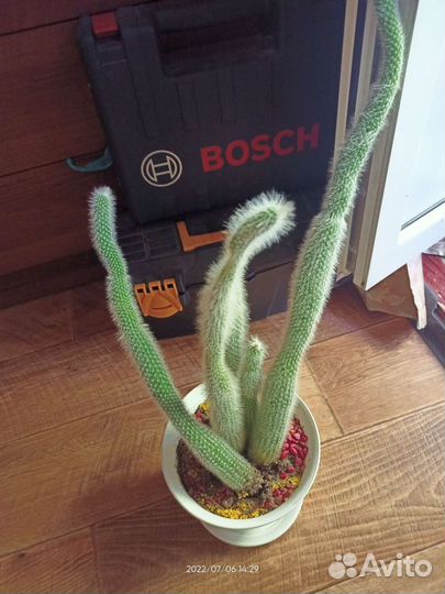 Отдам за большую шоколадку алёнка)