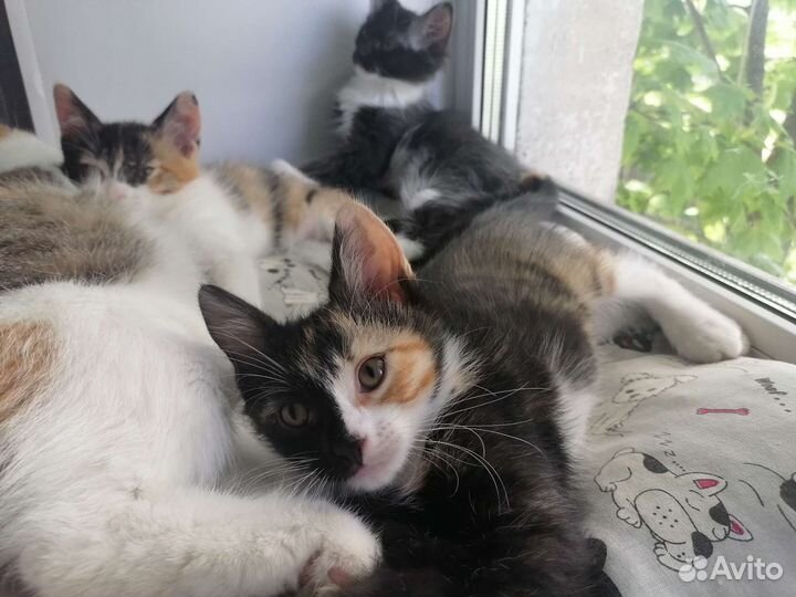 Кошка