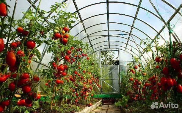 Сотовый поликарбонат для теплиц