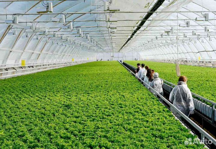 Бригада разнорабочих в теплицу (с бригадиром)