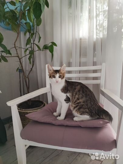 Кошка в дар