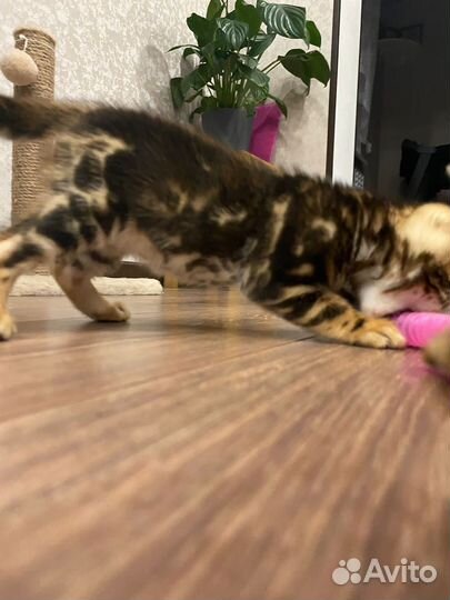 Бенгальские котята