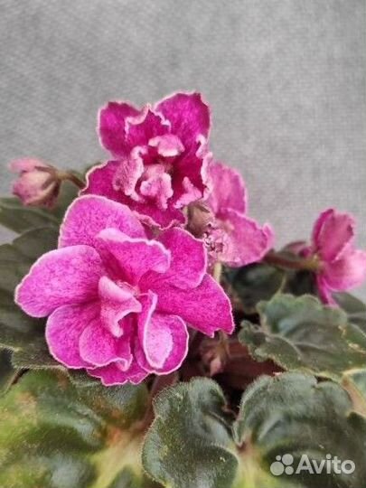 Фиалка Ma's Melody Girl