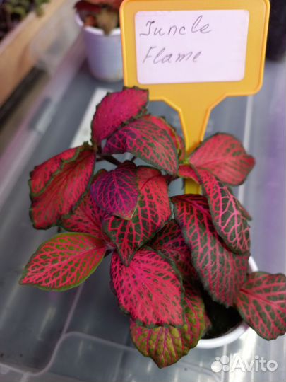 Фиттонии,20 сортов