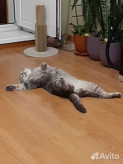 Передержка животных