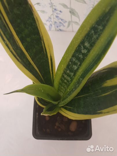 Сансевиерия