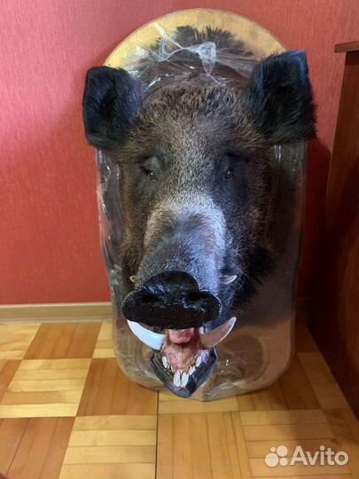 Чучело кабана, лося