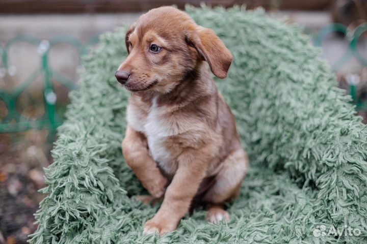 Щенок мальчик