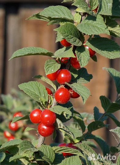 Вишня войлочная огонек