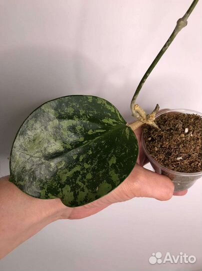 Хойи сортовые