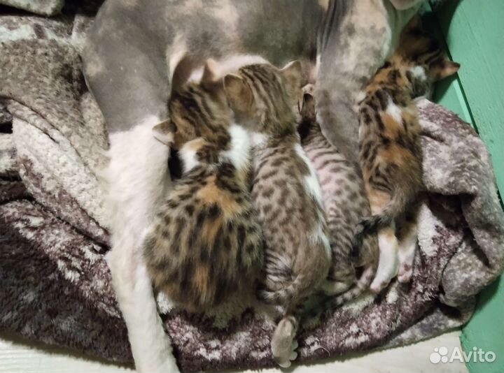 Канадский сфинкс