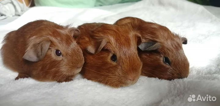 Морские свинки английский селф золото