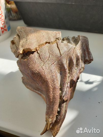 Зуб мамонта