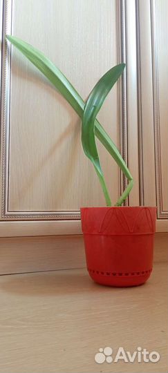 Комнатный цветок Амариллис
