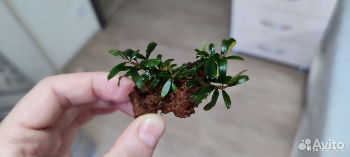 Буцефаландры на лаве