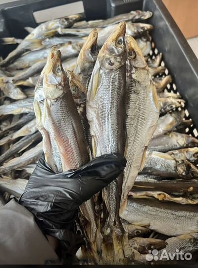 Рыба копчёная. Рыба вяленая