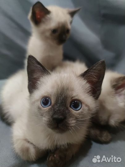 Сиамские котята