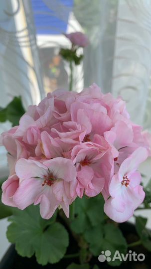 Пеларгония герань