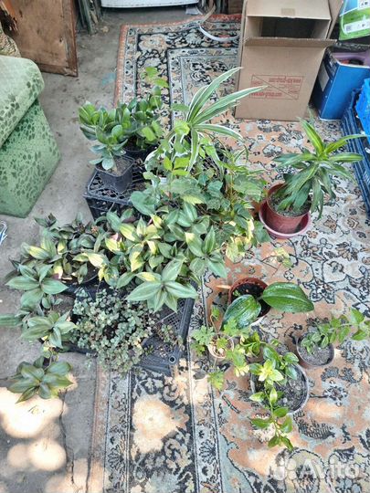 Комнатные цветы