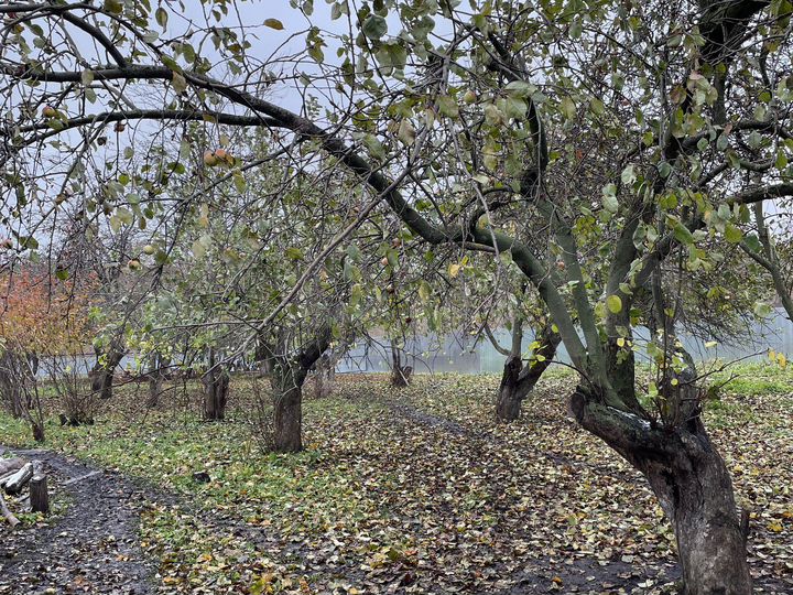 Участок 35 сот. (ИЖС)