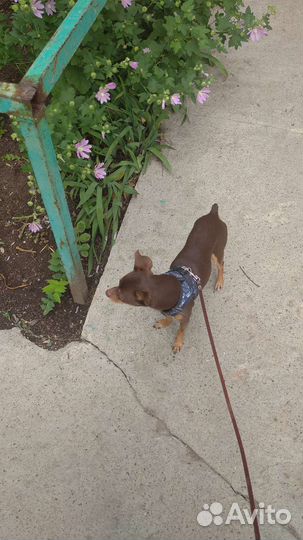 Передержка собак мелких пород