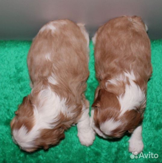 Малыши ккчс