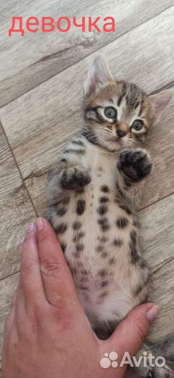 Бенгальская