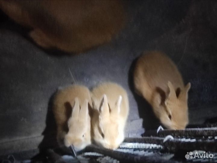 Бургунские кролики