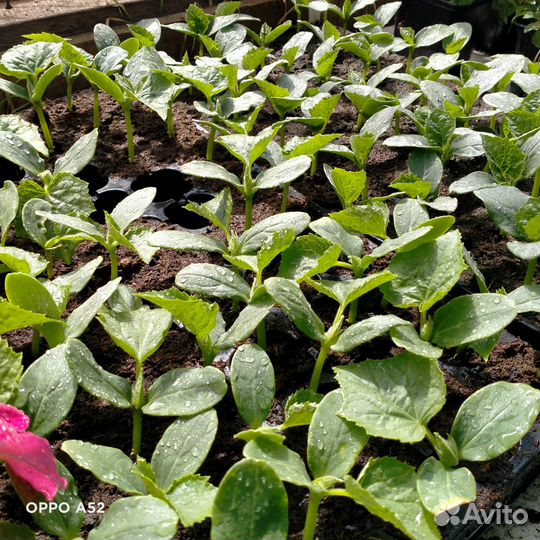 Рассада огурцов