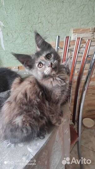 Котята мейн-кун