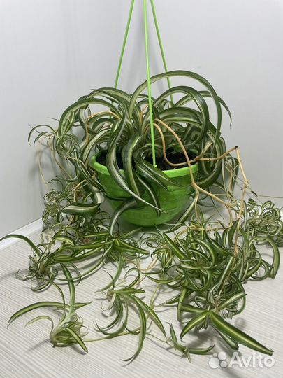 Хлорофитум Бони кудрявый