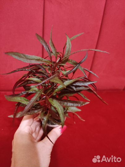 Альтернантера сидячая