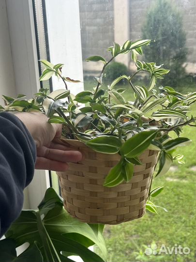 Комнатные растения излишки