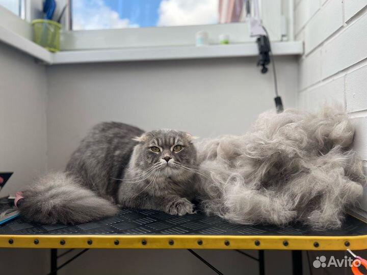 Стрижка животных