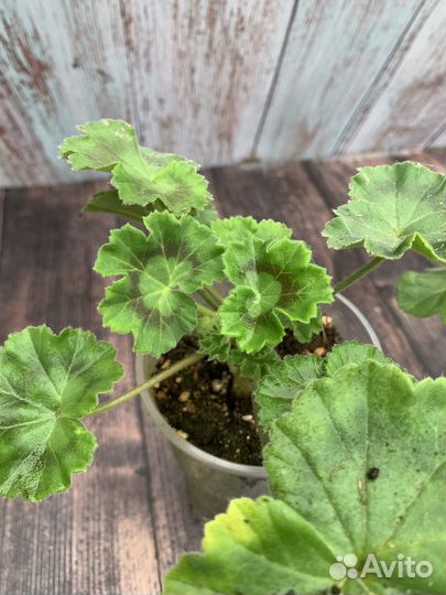 Пеларгония Герань сортовая, PAC Viva Rosita