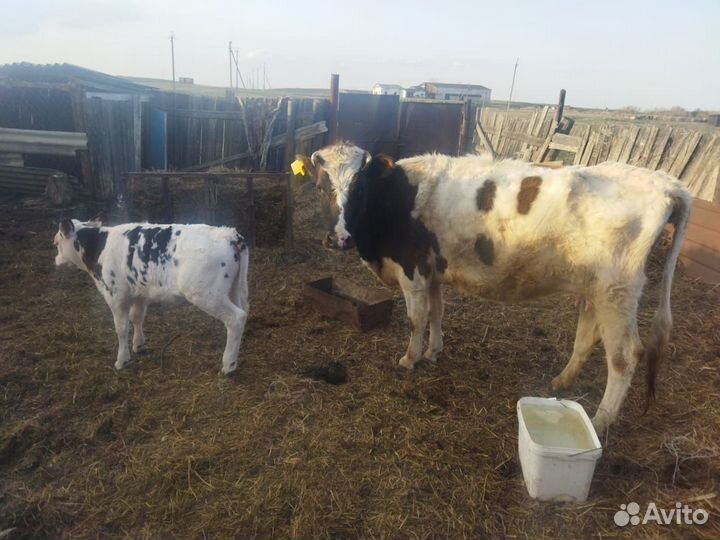 Коровы и телята