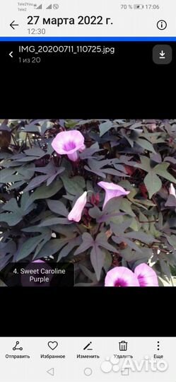 Ипомея батат