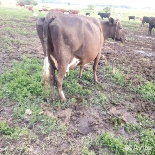 Корова стельная дойная