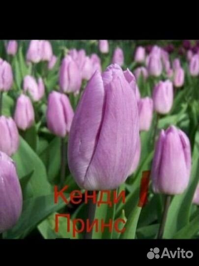 Тюльпаны к 8 марта