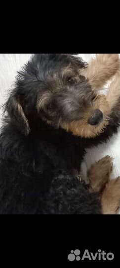 Эрдельтерьер